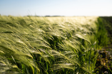 Closeup of barley ears swaying in the wind at golden hour light