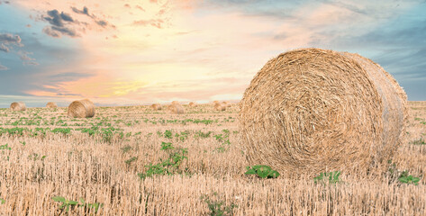 Hay bales in the field, straw rolls of wheat on farm, beautiful landscape in hay bale field