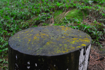 Tree Table wooden Podium for display
Empty tree trunk for display montages
Natural product...