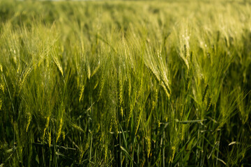 Barley spikes growing densely on fertile farmland in golden sunset