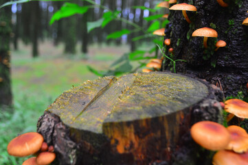 Old wooden table podium floor in outdoor tropical garden,plant jungle,green leaves blurry nature background.Natural product placement pedestal stand
Empty tree trunk for display montages
Tree Table
