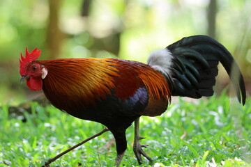 Male Chicken – Red Junglefowl (Gallus gallus) moving foward. Domesticated Chicken’s wild ancestor. Note the bright and colorful plumage which shows it is a male, as well as the gold trimmed feathers.