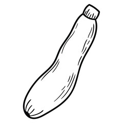 Hand drawn doodle zucchini courgette on white background.