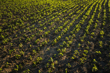 Top-down view of soybean seedlings growing in lines across dry farmland