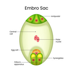 Anatomy of the Embryo Sac