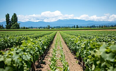 Lush vineyard rows stretch towards distant mountains under a vibrant blue sky