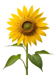 Helianthus annuus on whrite background