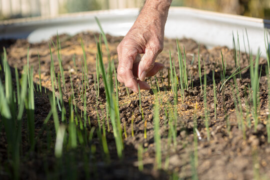 Green shoots in a garden bed with hand