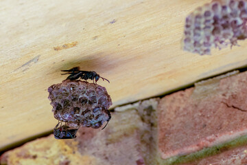 Black paper wasps taking care of their nest, hanging from a wooden roof near a brick wall, in a farm in the eastern Andean mountains of central Colombia.