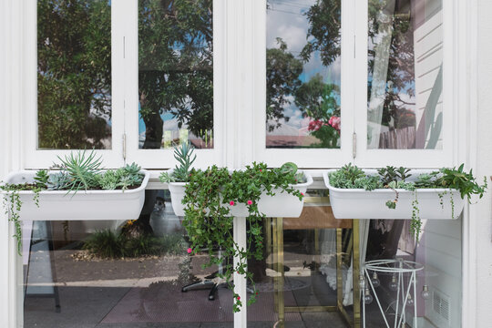 Fototapeta succulents in a window planter box