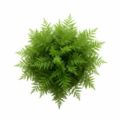 Fototapeta premium Top View Lush Green Fern Plant