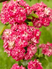 Fototapeta premium Bright pink flowers of hawthorn Crataegus in green foliage close-up, medicinal plants, spring garden