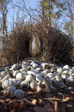 Bowerbird nest decorated with white shells