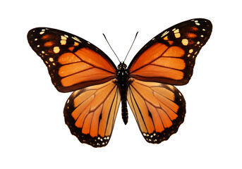 Stunning Monarch Butterfly Image: High-Resolution Nature Photography