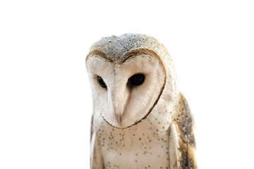 Close up of a barn owl with a white background