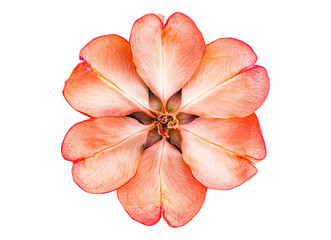 peach fruit sliced