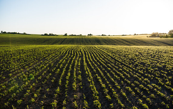 Soybean rows curving along hilly farmland at sunrise in rural area