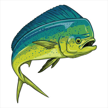 Colorful Mahi Mahi Fish Vector &ndash; Tropical Ocean Catch Illustration