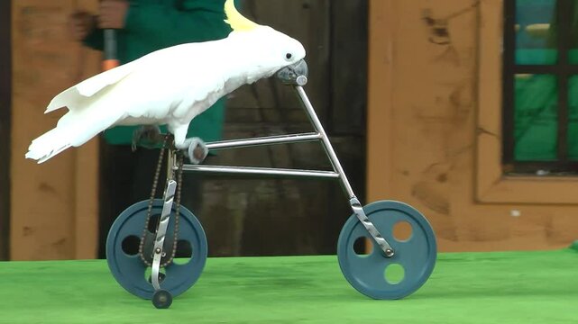 A cockatiel performing a bicycle ride