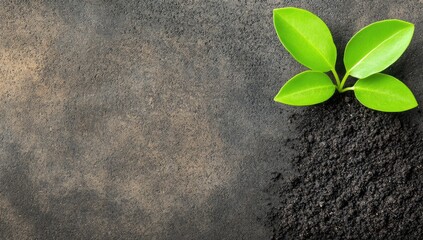 Naklejka premium Fresh sprout emerging from fertile soil