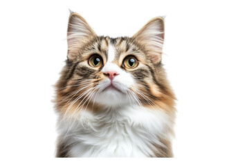 Obraz premium Portrait happy cat