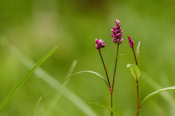 Purple smartweed flowers against a defocused green background, illuminated by the morning sun, in a farm in the eastern Andean mountains of central Colombia.