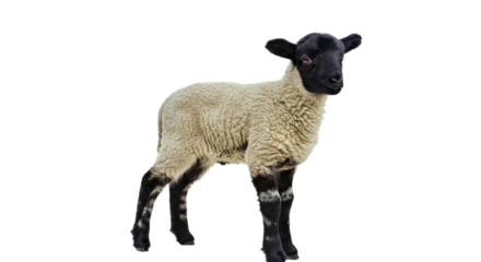 Young Dorper Lamb Soft White Coat Small Black Head Standing Attentively Isolated White Farm Animal Cute