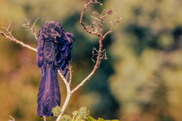 A smooth-billed ani taking a sunbath on a castor oil plant branch, in the firsts hours of the...