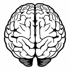 human brain vector illustration