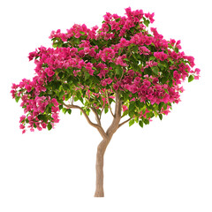 Obraz premium Bougainvillea Flower Tree png