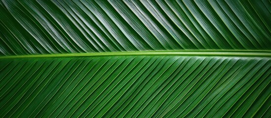 Green Leaf Texture Close Up