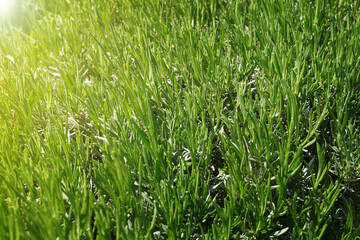 Fresh Rosemary Field