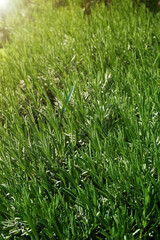 Fototapeta premium Fresh Rosemary Field