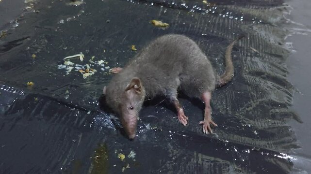 a mouse caught in a glue trap, rat pest
