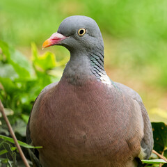 Ringeltaube Nahaufnahme