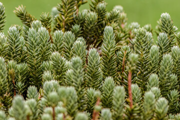 Close-up view of a healthy stonecrop succulent plant, in a garden in the eastern Andean mountains of central Colombia, near the town of Villa de Leyva.