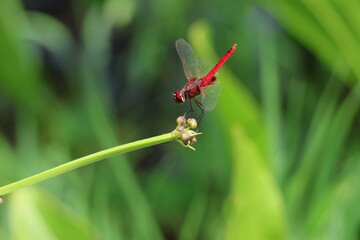 Male Red Dragonfly - Scarlet Basker (Urothemis Signata) resting on a plant, with its body tilted upwards. Note the black markings at the end of its tail. 