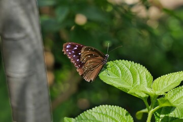 ツマムラサキマダラ