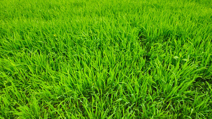 Fresh green grass nature background