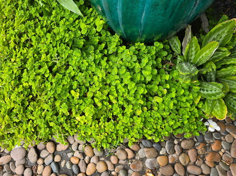 Creeping charley has bright green leaves that resemble mint. Pilea nummulariifolia is grown as an ornamental plant in gardens near Peacock Plant and brown stone walkway
