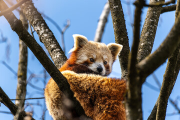 The red panda, Ailurus fulgens, also called the lesser panda.