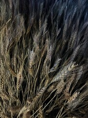 Fototapeta premium ears of corn