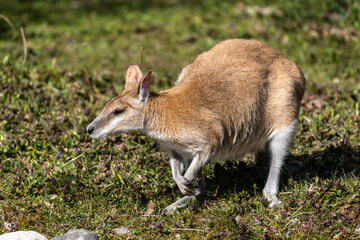 The agile wallaby, Macropus agilis also known as the sandy wallaby