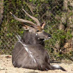 Nyala Antelope - Tragelaphus angasii. Wild life animal.
