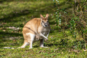 The agile wallaby, Macropus agilis also known as the sandy wallaby