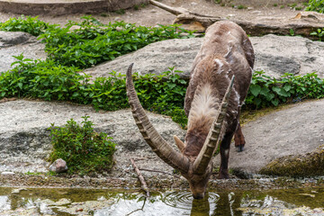 Male mountain ibex or capra ibex on a rock living in the European alps