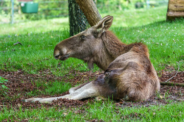 European Moose, Alces alces, also known as the elk