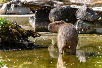 Capybara, Hydrochoerus hydrochaeris grazing on fresh green grass