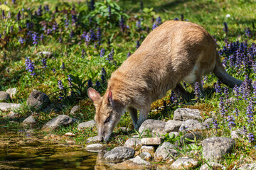 The agile wallaby, Macropus agilis also known as the sandy wallaby