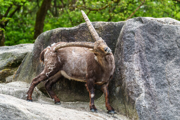 Alpine ibex, Capra ibex is a species of wild goat that lives in the mountains of the European Alps.